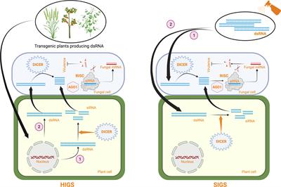 Concepts and considerations for enhancing RNAi efficiency in phytopathogenic fungi for RNAi-based crop protection using nanocarrier-mediated dsRNA delivery systems